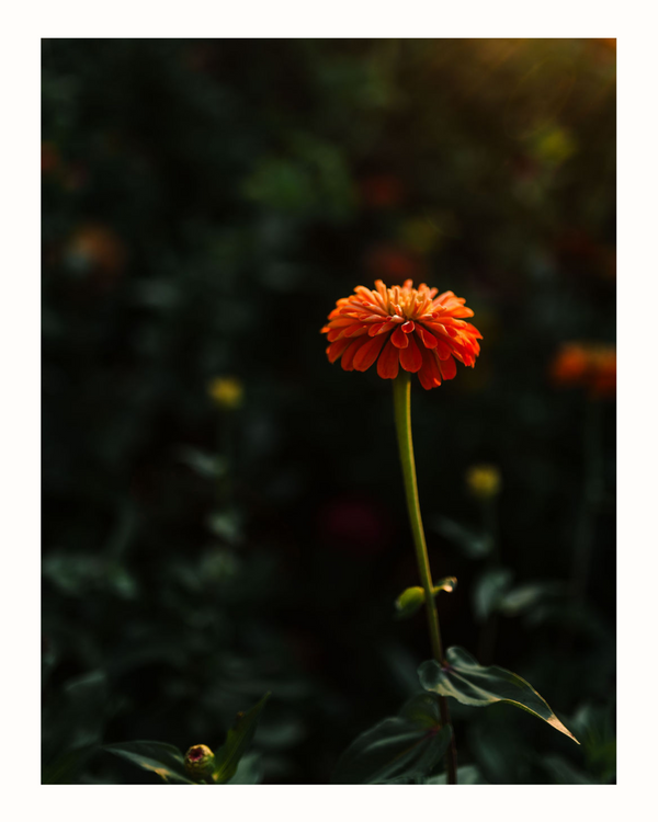 zinnia flower card | no. 2
