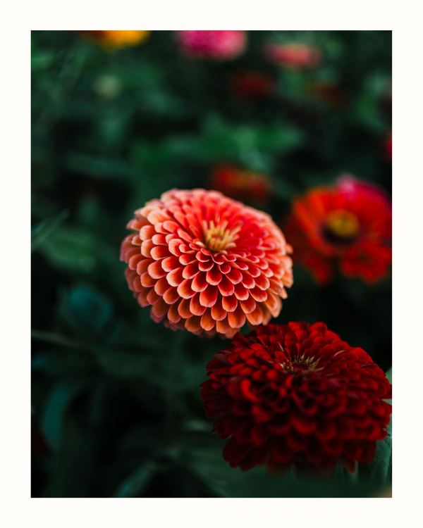 zinnia flower card | no. 1