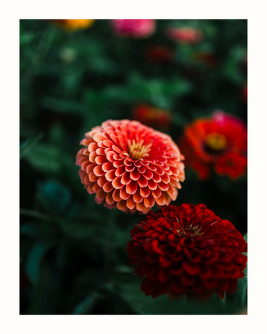 zinnia flower card | no. 1