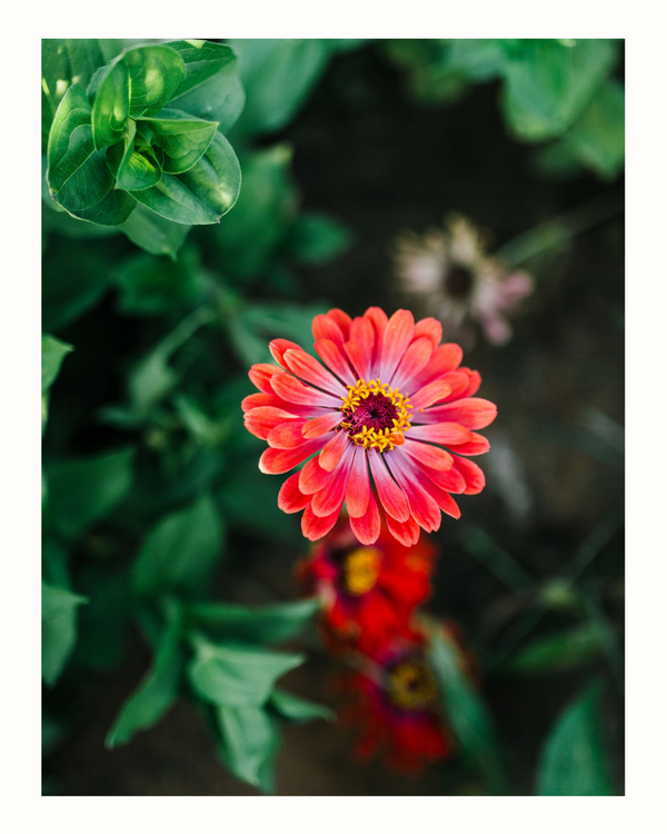 zinnia flower card | no. 4