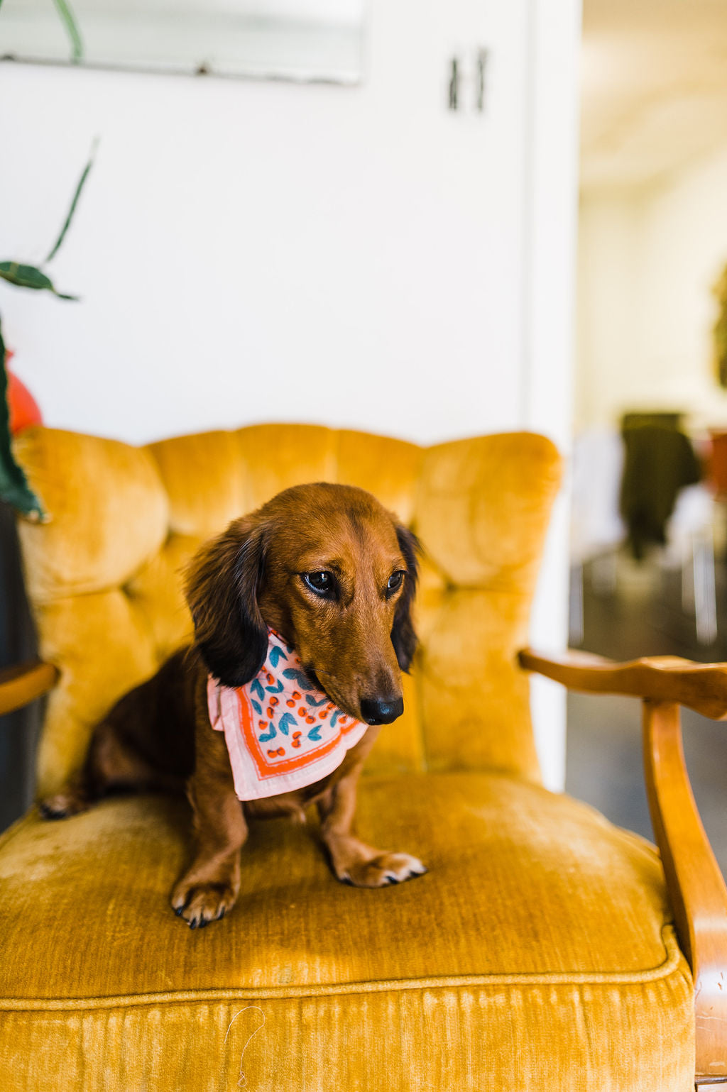 small pocket bandana | cherry