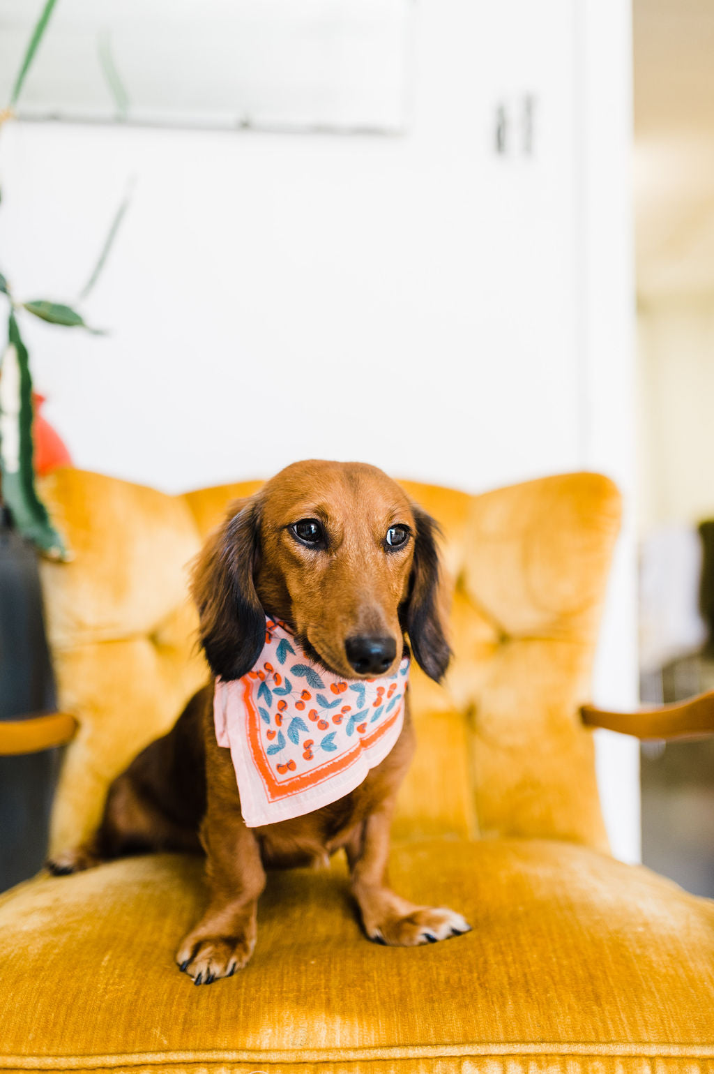small pocket bandana | cherry